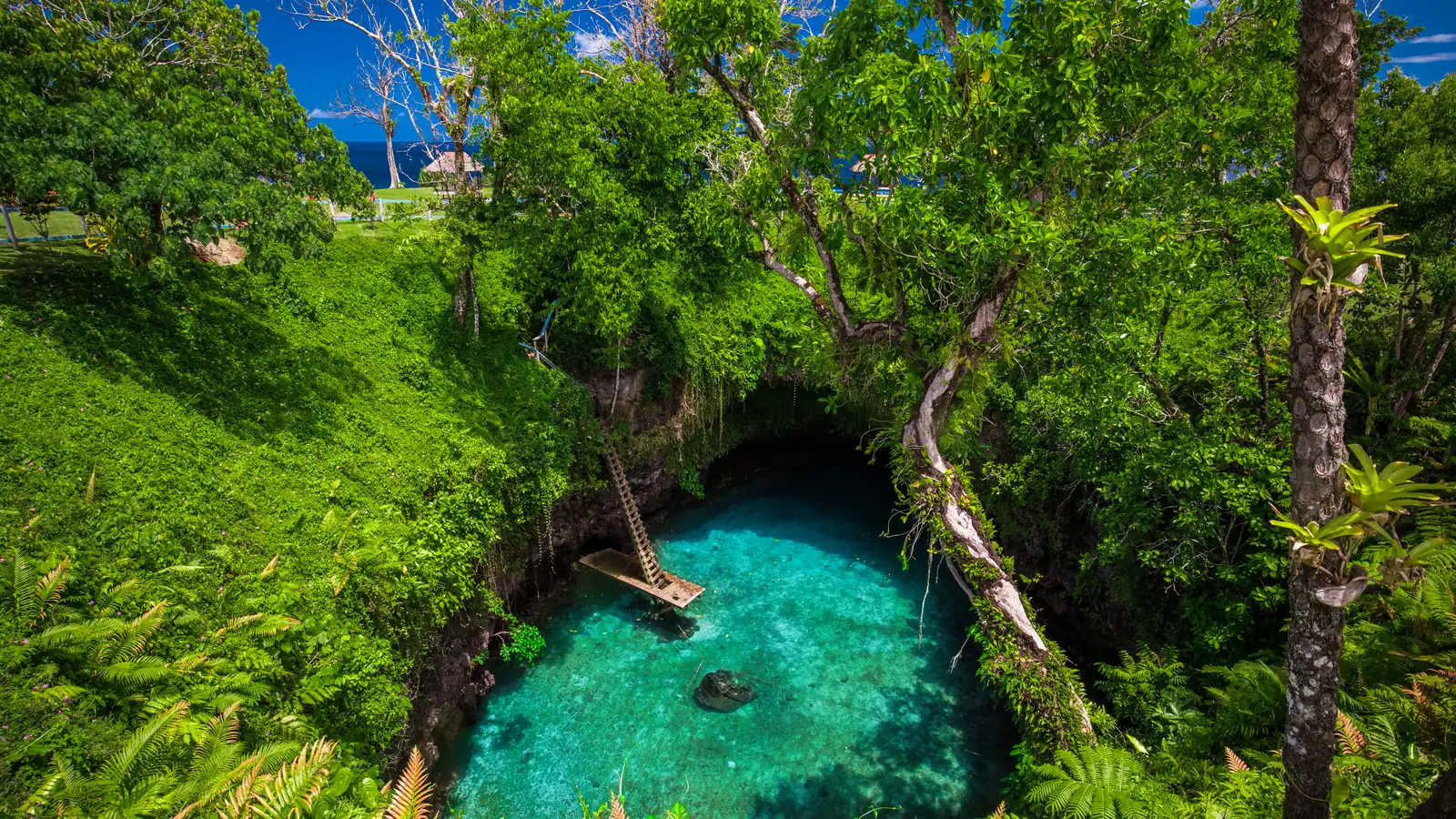 The To Sua ocean trench: a green-blue pool enclosed by plant-covered rock walls, with a steep wooden ladder running down to the water